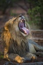 African lion in Kruger National park, South Africa Royalty Free Stock Photo