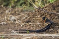 Eastern Paradise-Whydah in Kruger National park, South Africa