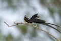 Eastern Paradise-Whydah in Kruger National park, South Africa