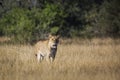 African lion in Kruger National park, South Africa Royalty Free Stock Photo