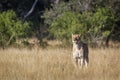 African lion in Kruger National park, South Africa Royalty Free Stock Photo