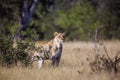 African lion in Kruger National park, South Africa Royalty Free Stock Photo