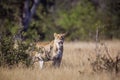 African lion in Kruger National park, South Africa Royalty Free Stock Photo