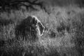 African lion in Kruger National park, South Africa Royalty Free Stock Photo