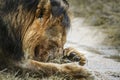 African lion in Kruger National park, South Africa Royalty Free Stock Photo