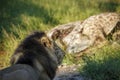 African lion in Kruger National park, South Africa Royalty Free Stock Photo