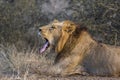 African lion in Kruger National park, South Africa Royalty Free Stock Photo