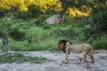 African lion in Kruger National park, South Africa Royalty Free Stock Photo