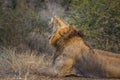 African lion in Kruger National park, South Africa Royalty Free Stock Photo