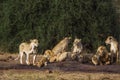 African lion in Kruger National park, South Africa Royalty Free Stock Photo