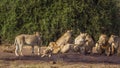 African lion in Kruger National park, South Africa Royalty Free Stock Photo