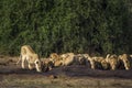 African lion in Kruger National park, South Africa Royalty Free Stock Photo