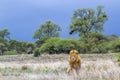 African lion in Kruger National park, South Africa Royalty Free Stock Photo