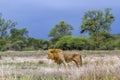 African lion in Kruger National park, South Africa Royalty Free Stock Photo