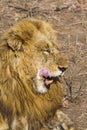 African lion in Kruger National park, South Africa Royalty Free Stock Photo