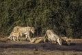 African lion in Kruger National park, South Africa Royalty Free Stock Photo