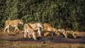 African lion in Kruger National park, South Africa Royalty Free Stock Photo