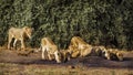 African lion in Kruger National park, South Africa Royalty Free Stock Photo