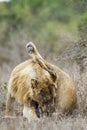 African lion in Kruger National park, South Africa Royalty Free Stock Photo