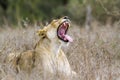 African lion in Kruger National park, South Africa Royalty Free Stock Photo