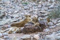 African lion in Kruger National park, South Africa Royalty Free Stock Photo