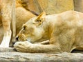 African lion licking a paw