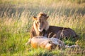 African lion and lioness is resting Royalty Free Stock Photo