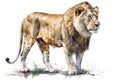 African lion Animals and wildlife isolate on white background