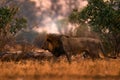 African lion, male. Botswana wildlife. Lion, fire burned destroyed savannah. Animal in fire burnt place, lion lying in the black Royalty Free Stock Photo