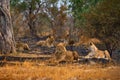 African lion, male. Botswana wildlife. Lion, fire burned destroyed savannah. Animal in fire burnt place, lion lying in the black Royalty Free Stock Photo