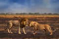 African lion, male. Botswana wildlife. Lion, slose-up detail portrait. Animal in fire burnt place, lion grass walk in the wind,