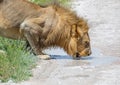 An African Lion male is drinking from a small water puddle in the savannah of the Etosha National park in northern Namibia