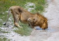 An African Lion male is drinking from a small water puddle in the savannah of the Etosha National park in northern Namibia