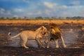 African lion, male fight, old and young. Botswana wildlife. Lion, slose-up detail portrait. Animal in fire burnt place, lion grass