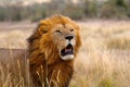 African Lion- male, Kenya, Africa Royalty Free Stock Photo