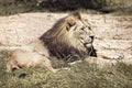 African lion Royalty Free Stock Photo