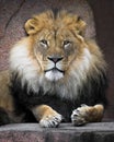 African lion close up portrait Royalty Free Stock Photo