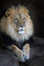 African lion close up portrait Royalty Free Stock Photo