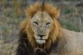 African Lion Royalty Free Stock Photo