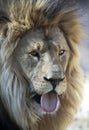 An African Lion Male Sticking Out His Tongue