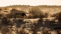 African lion in Kgalagadi transfrontier park, South Africa