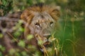 African lion mele hidden in bush, Okavango, Botswana Royalty Free Stock Photo