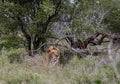 African lion in natural habitat, wild nature, lies resting in bushes. Safari in South Africa savannah. Animals wildlife Royalty Free Stock Photo