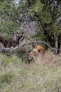 African lion in natural habitat, wild nature, lies resting in bushes. Safari in South Africa savannah. Animals wildlife Royalty Free Stock Photo