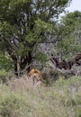 African lion in natural habitat, wild nature, lies resting in bushes. Safari in South Africa savannah. Animals wildlife Royalty Free Stock Photo