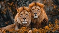 Majestic African Lion Pair - King and Queen of the Wildlife Pride Royalty Free Stock Photo