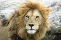 African lion (Panthera leo) Royalty Free Stock Photo