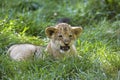 AFRICAN LION panthera leo, BABY LAYING DOWN IN GRASS Royalty Free Stock Photo