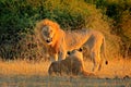 African Lion, Panthera leo bleyenberghi, mating action scene, animal behaviour in the nature habitat, male and female, evening ora Royalty Free Stock Photo