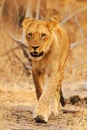 African lion, Panthera leo, detail portrait of big animal, evening sun, Chobe National Park, Botswana, South Africa. Female of Royalty Free Stock Photo